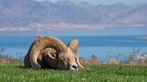 From Las Vegas Lake Mead Wildlife and Seven Magic Mountains