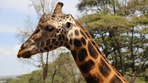 Afternoon Giraffe Center and Nairobi National Park Tour