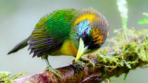 Cali: Birding | Birds of the Cali River - Bird Watching