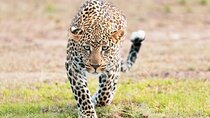 2-Day Safari from Zanzibar to Serengeti & Ngorongoro