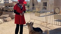 Alexandria Private tour from Cairo-10%to stray animals of Egypt