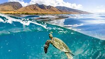 Turtles & Tacos Luxury Catamaran Snorkel
