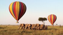 6 Days Group Safari in Mara, Nakuru and Amboseli, Ugraded lodges