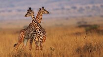 7 Days Safari to Masai Mara Nakuru and Amboseli in upgraded camps