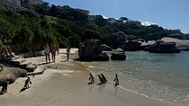 Private Tour: Cape Peninsula & Penguin Beach, Cape Point & more