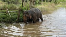 Elephant Sanctuary Small Group Tour in Phuket