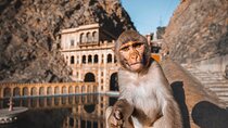 From Delhi: Jaipur city Tour with Monkey Temple by Car
