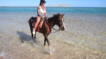 Horseback for an Hour with Transfers Included – Sharm El Sheikh