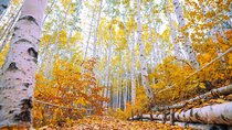 Autumn Trip for Birch Forest and Garden of Nature and Flower Fest