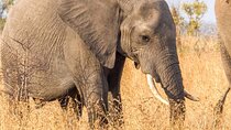 Full Day Game Drive In Kruger National Park