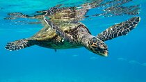 Marsa Mubarak Snorkeling & Diving with Transfers - Marsa Alam