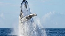 Humpback Whale Watching Private Tour Lead by Marine Biologist