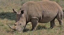 Nairobi National Park Tour