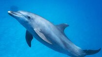 Snorkeling Adventure at Dolphin House Reef & Transfers-Marsa Alam