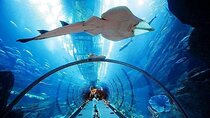 Dubai Aquarium & Underwater Zoo Admission Ticket
