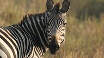 2 Days Tarangire and Ngorongoro Mid-Range Group Safari