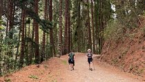 Cocora Valley Trekking/Walking Tour with Lunch/Snacks