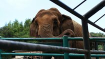 From Delhi: 1-day trip Mathura with Elephant conservation