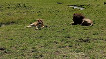 Nairobi National Park Morning Game Drive