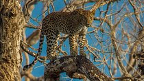 Wilpattu National Park Private Safari From Dambulla & Sigiriya