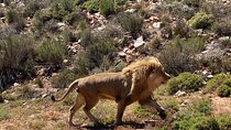 Cape Town Private Aquila Game Reserve Big 5 Safari with Lunch
