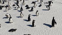 Full day Cape Point Cape of Good Hope with Penguins Tour