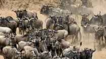 6 Days Group Safari to Masai Mara, Nakuru&Amboseli upgraded hotel