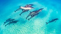  Marsa Alam Dolphin Watching with Snorkeling and Lunch