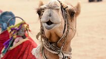 Sharm El Sheikh: Sunrise ATV & White Island Boat Trip