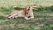 Explore Nairobi City Tour with Highlights
