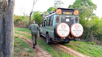 6 Days Maasai Mara Nakuru Amboseli Shared Budget Cruiser Safari