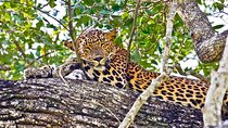 Yala Half Day Safari from Yala 
