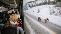 Private Chauffeur or Vehicle Tour of Banff National Park Canada