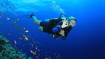 Tiran Island Trip Snorkeling & Diving with Lunch –Sharm El Sheikh