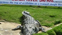 Private Black River Safari Tour from Montego Bay Resorts