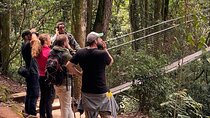 Rwanda Nyungwe Chimpanzee Trek Zipline and More