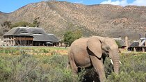 Cape Town Inverdoorn Safari Day Tour