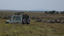 7 Days Private Serengeti Wildebeest Migration Tour
