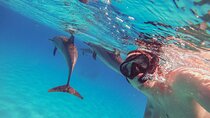 Swim with Dolphins & Snorkeling Day Trip & Lunch - Marsa Alam