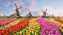 Tulips of Holland: Visit of Keukenhof Gardens with private guide