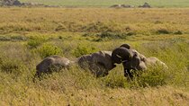 1 Day Trip Tarangire National Park