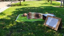 Relax with shiatsu massage in Lisbon
