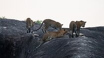 Yala National Park special Half-Day & Full-Day Safari Adventure 