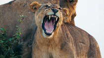 6 Days Ultimate Gorilla Trekking and Wildlife Safari 