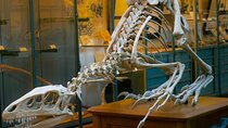 Natural History Museum London Private Guided Tour