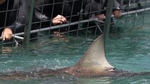 Shark Cage Diving with Return Transport from Cape Town