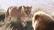 Big 5 Aquila Safari Full Day Tour and Lunch