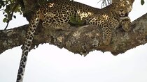 9 Days & 8 Nights Beach Holiday and Safari tour from Kenya