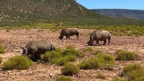 Cape Town Private Aquila Game Reserve Big 5 Safari with Lunch