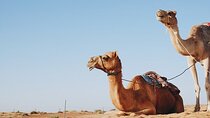 One-Hour Camel Ride in Stunning Desert with Transfers –Marsa Alam